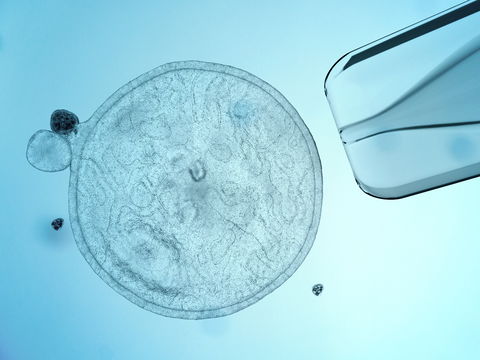 Leben aus dem Labor: Embryo zum ersten Mal künstlich erzeugt