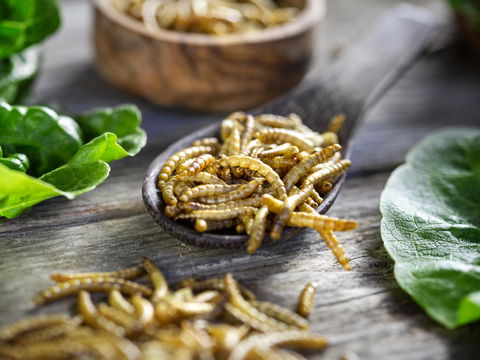 Insekten zum Essen: Effekte auf Gewicht, Verdauung und Immunsystem
