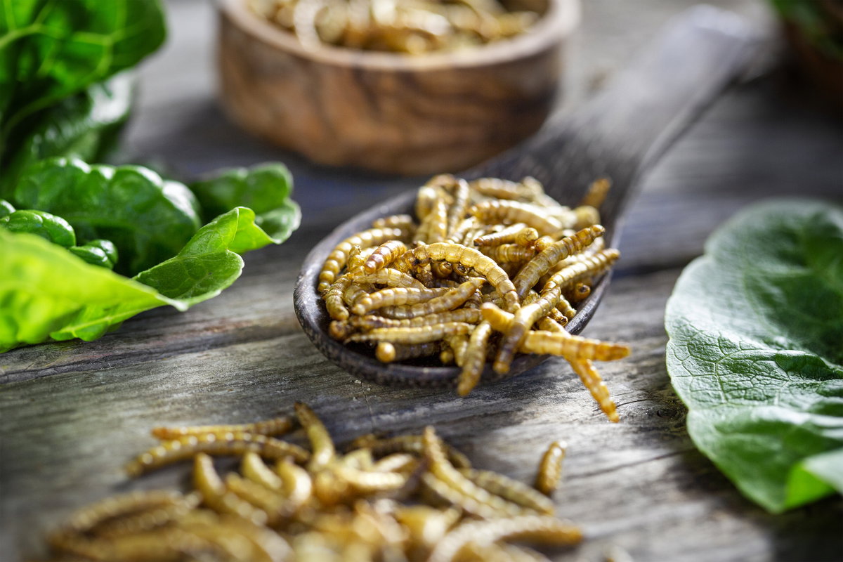 Essbare Insekten