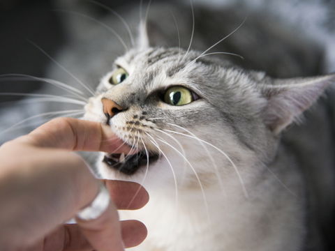 So gefährlich ist ein Katzenbiss wirklich
