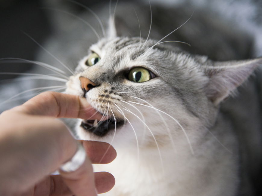 Katze beisst in den Finger
