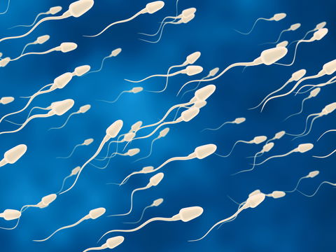 Wie viel Spermien produziert ein Mann?