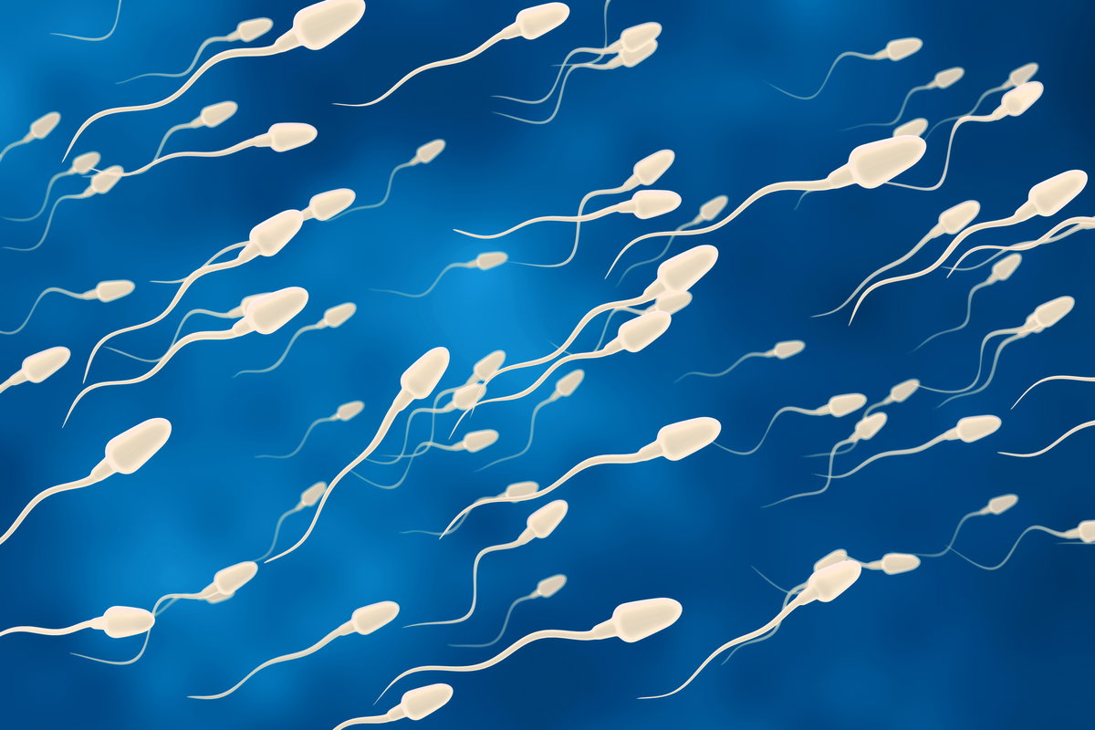 Spermien