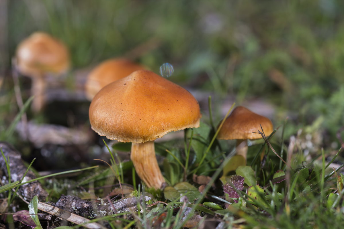 Spitzgebuckelte Raukopf (Cortinarius rubellus)