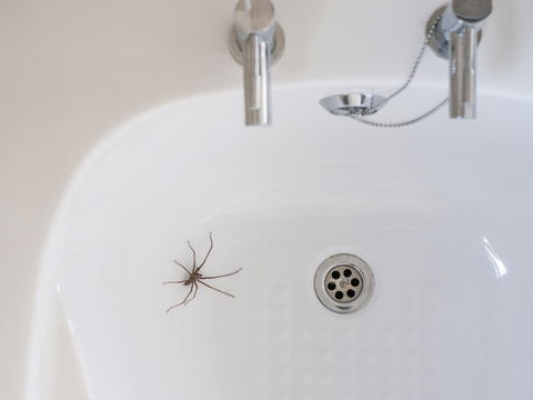 Spinnen im Haus: Mit diesem genialen Gadget werden Sie die Biester wieder los