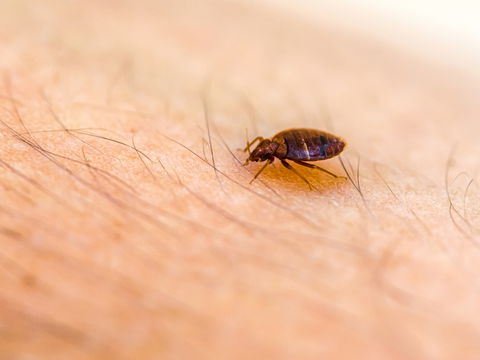 Woher kommen Bettwanzen? Gründe für einen Befall