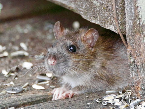 Hantavirus: Diese Symptome deuten auf eine Infektion
