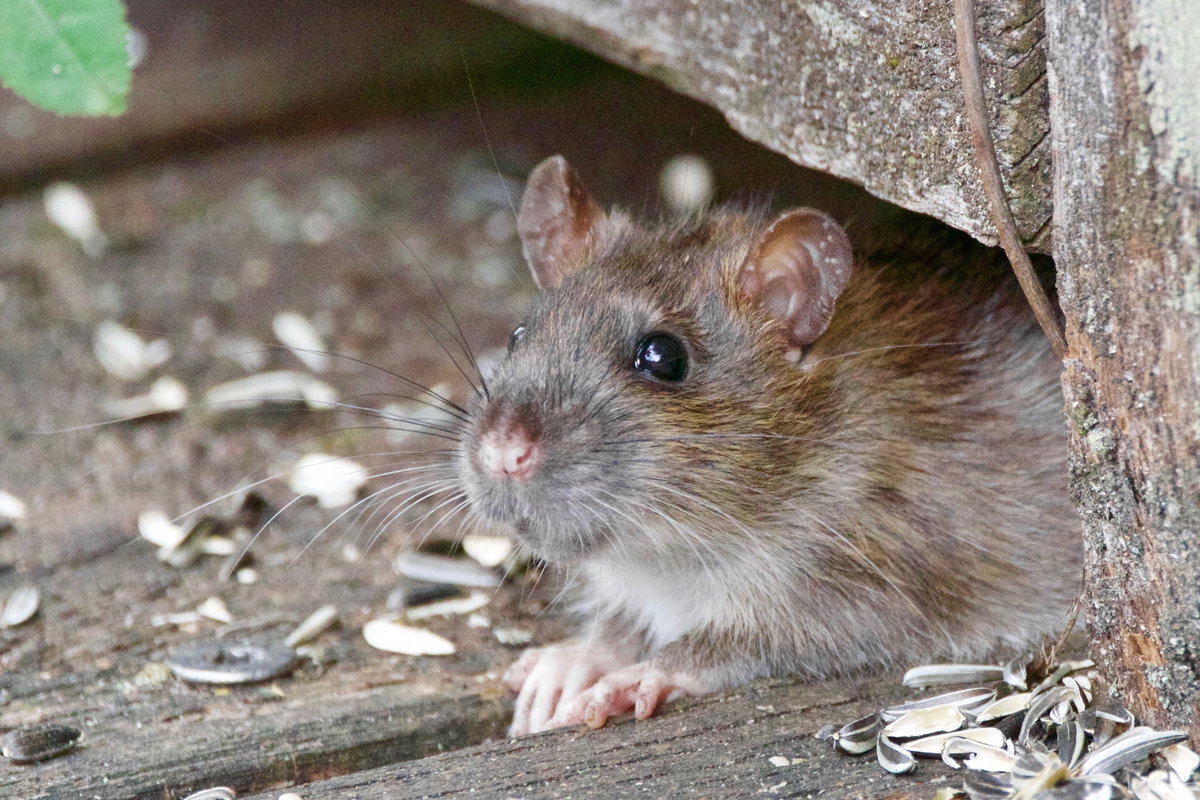 Ratte