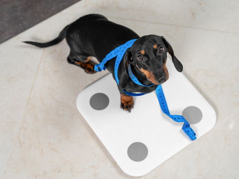 Hund mit Diabetes: Worauf muss ich achten?