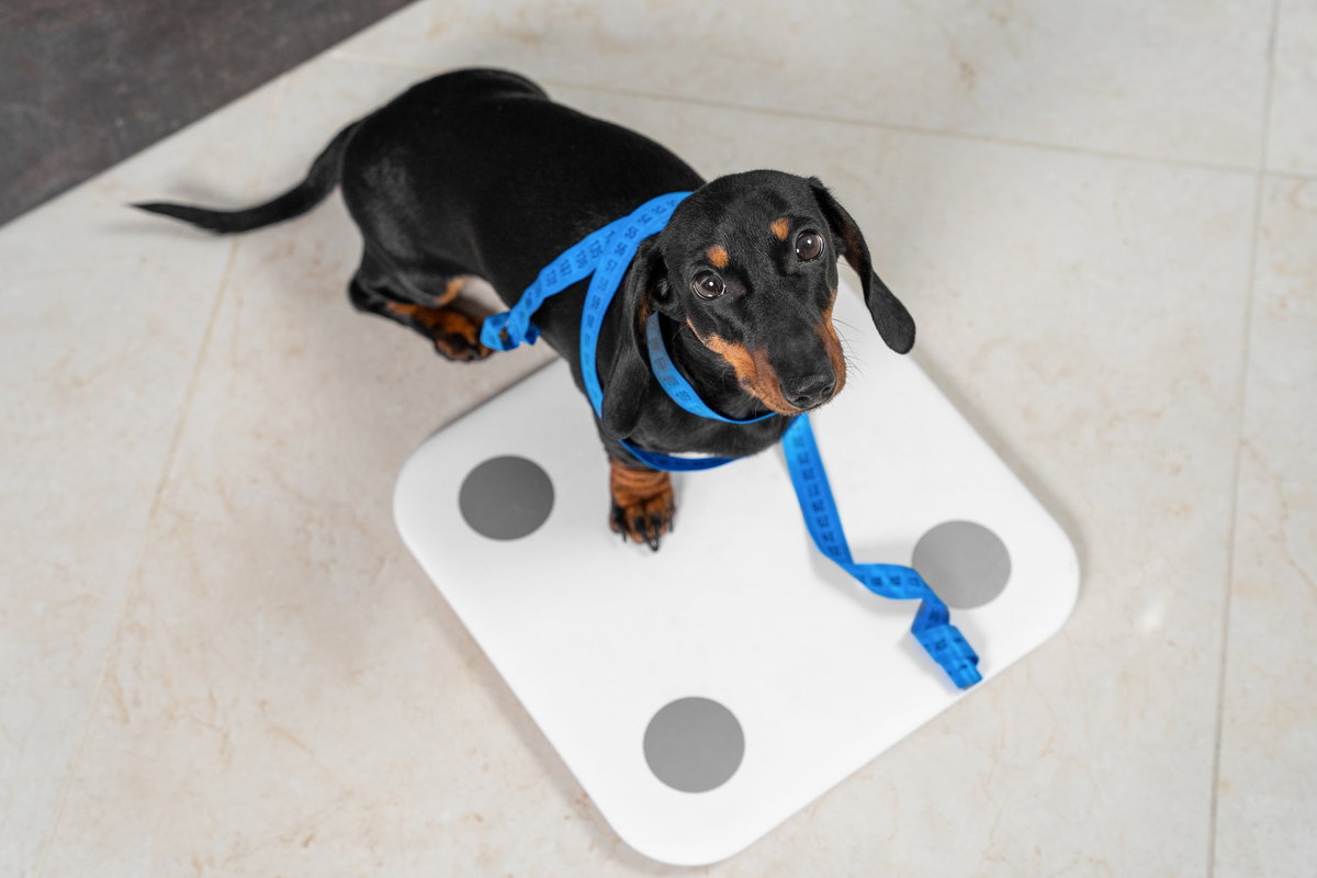 Hund steht auf einer Waage mit Maßband um