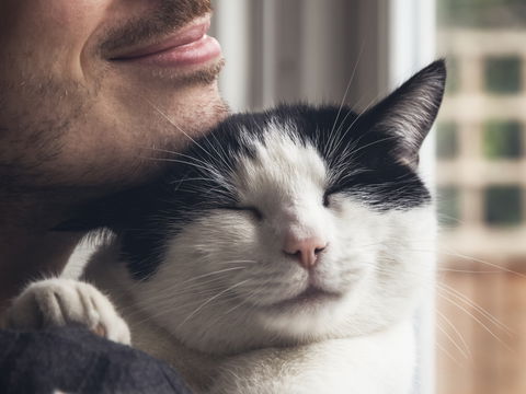 Katzenliebe verstehen: 5 eindeutige Liebesbeweise Ihrer Samtpfote