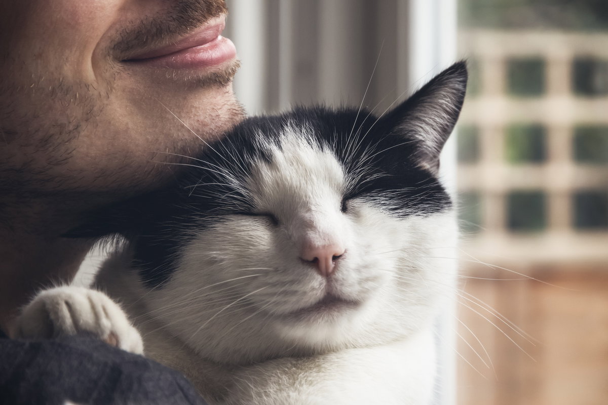Nahaufnahme einer schwarz-weißen Katze, die von einem bärtigen Mann gestreichelt wird