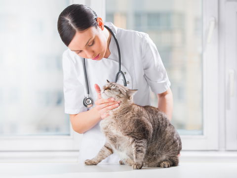 Diabetes bei Katzen: Symptome, Ursachen, Behandlung