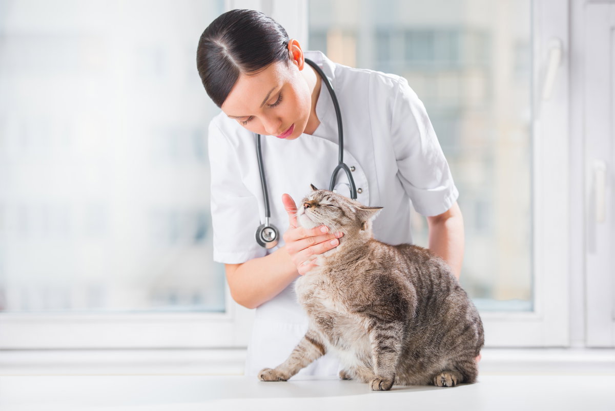 Tierärztin untersucht Diabetes bei Katzen