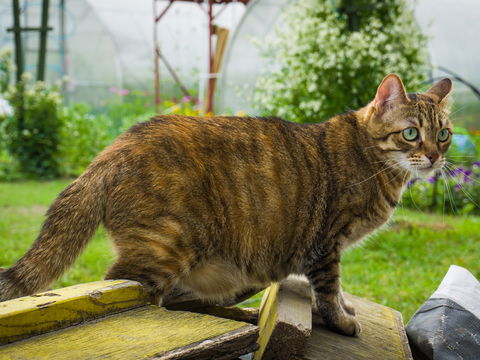 Hängebauch bei Katzen: Normal oder gefährlich?