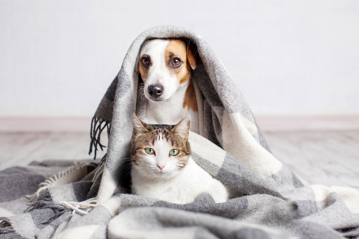 Hund und Katze sitzen gemeinsam unter einer Decke