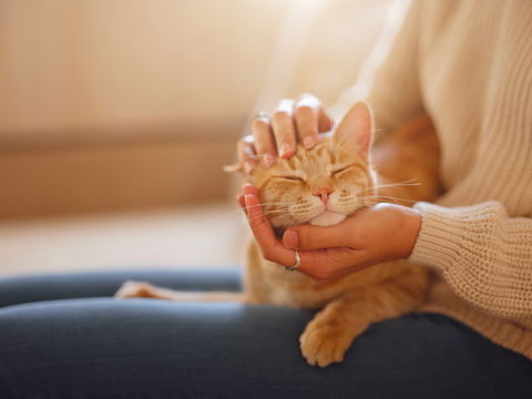 Das Immunsystem der Katze stärken: So funktioniert es