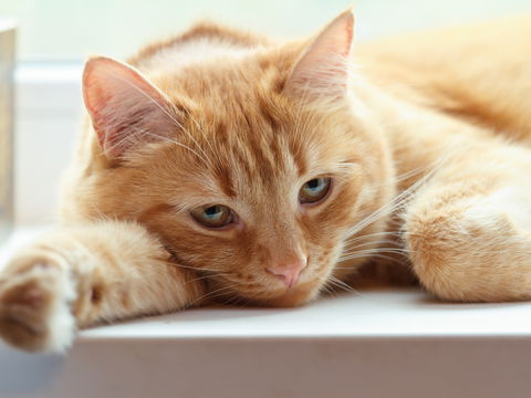 Depressionen bei Katzen: Symptome, Ursachen, Behandlung
