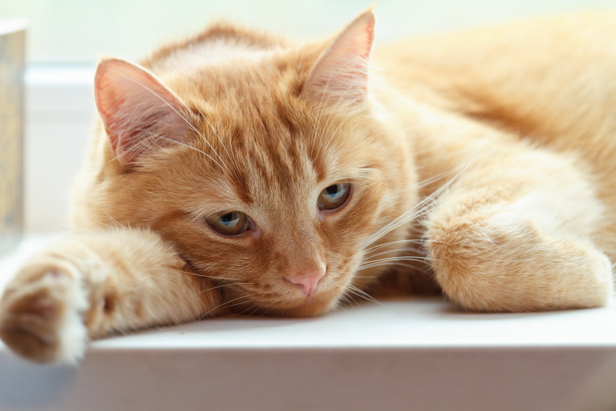 Depressionen bei Katzen