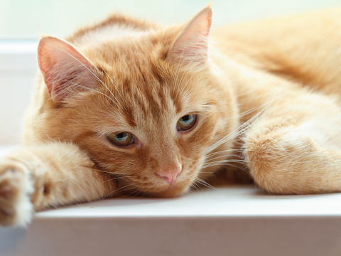 Depressionen bei Katzen: Symptome, Ursachen, Behandlung