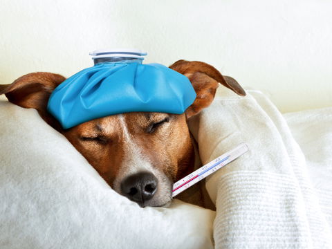 Erkältung beim Hund: Ursachen, Symptome und Pflegetipps