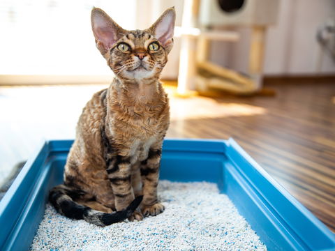 Verstopfung bei Katzen: So helfen Sie Ihrer Fellnase
