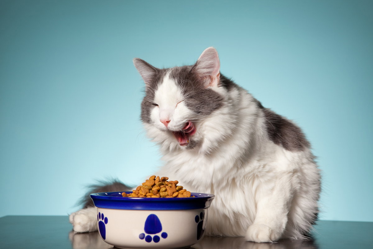 Katze sitzt vor einem Napf mit Trockenfutter