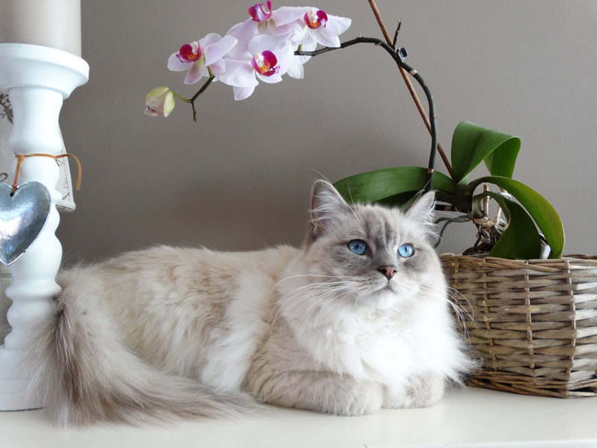 Katze liegt vor einer Orchidee