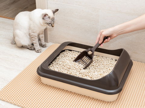 Öko-Test empfiehlt: Die Gewinner-Katzenstreu kommt aus dem Discounter