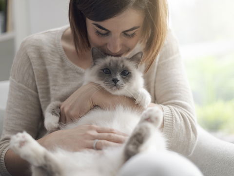 Das Duftgeheimnis unserer Stubentiger: Warum riechen Katzen so gut?