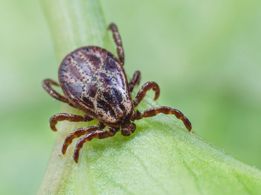 Zecke auf Blatt