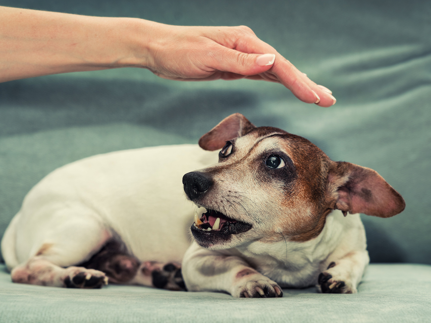 Frau will bissigen Hund streicheln