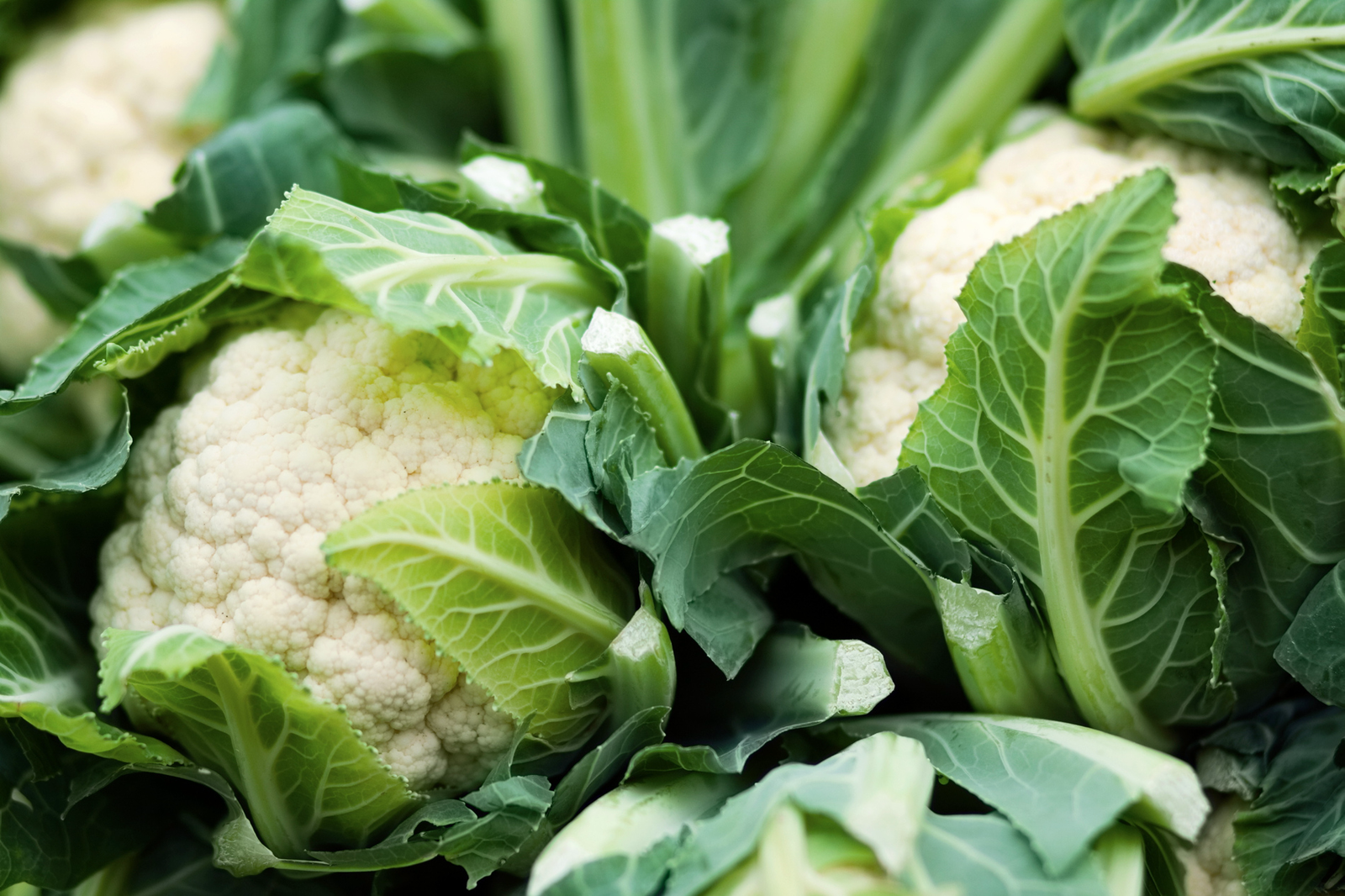 Kann man Blumenkohl roh essen?