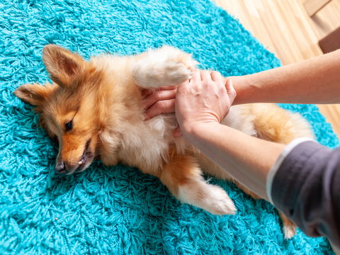 Erste Hilfe beim Hund: Was Sie jetzt wissen müssen