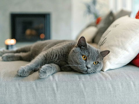 Katzen alleine lassen: Die wichtigsten Tipps & Tricks  
