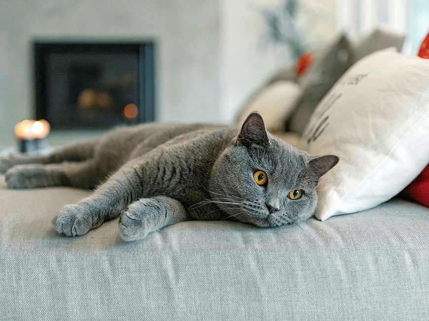 Graue Katze liegt alleine auf dem Sofa