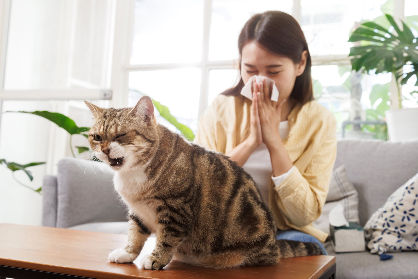 Niesen, Juckreiz, laufende Nase: Diese Symptome treten bei einer Katzenhaarallergie auf