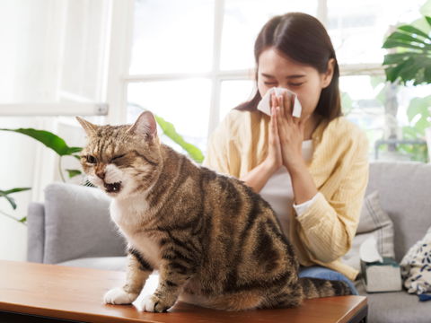 Niesen, Juckreiz, laufende Nase: Diese Symptome treten bei einer Katzenhaarallergie auf