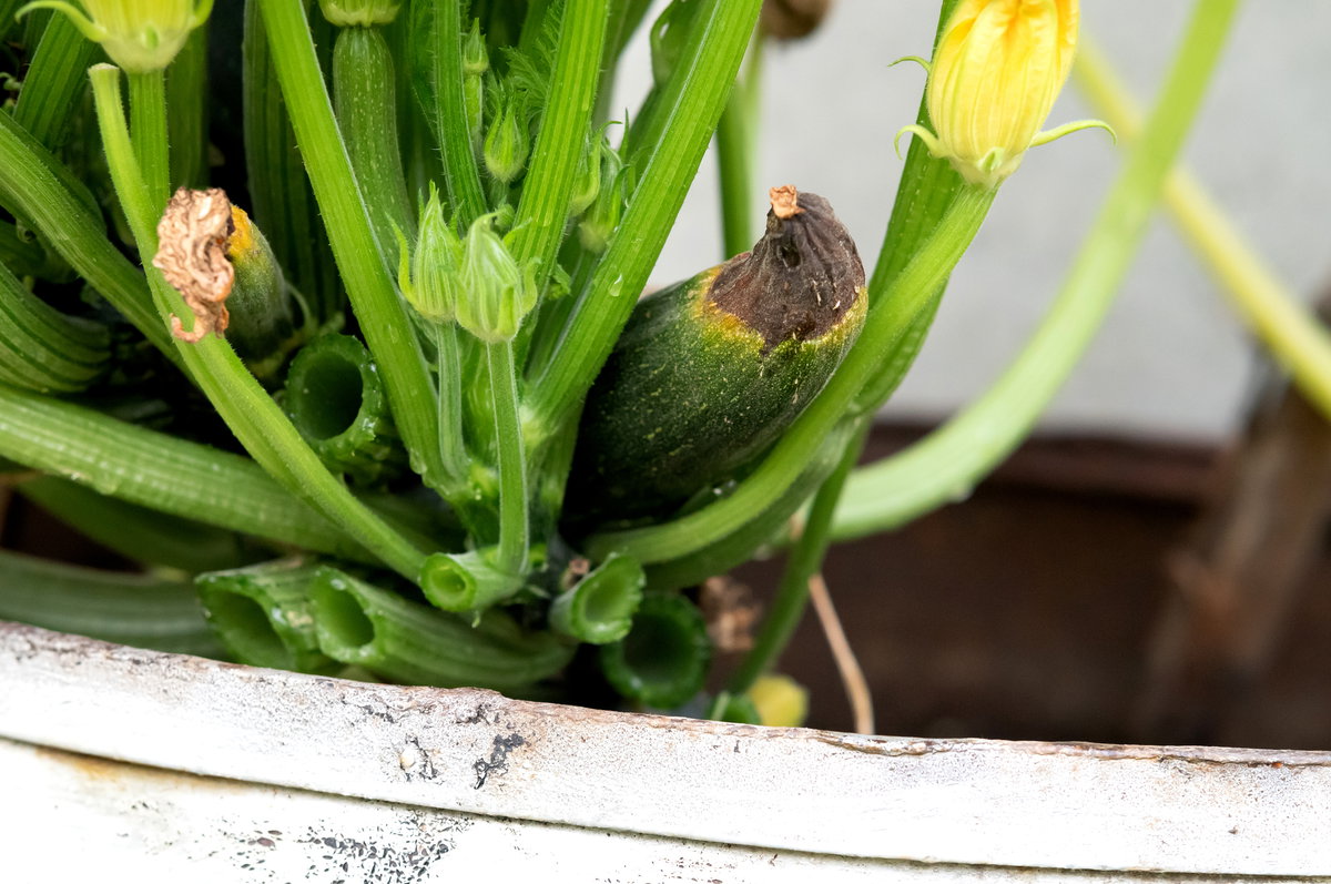 Verfaulte Zucchini aus dem eigenen Garten