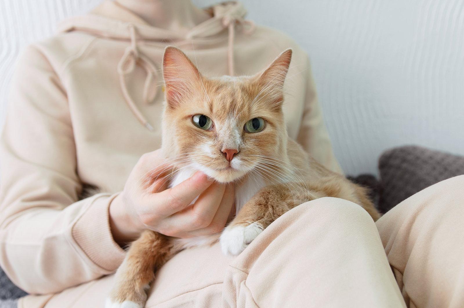 Verschmusten Katzenrassen für liebevolle Momente: 7 verkuschelte Fellnasen