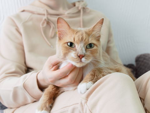 Verschmusten Katzenrassen für liebevolle Momente: 7 verkuschelte Fellnasen