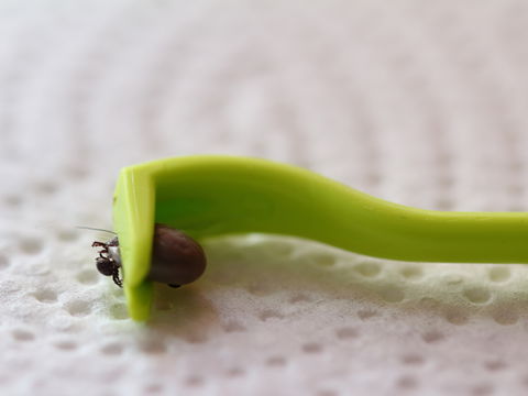 Zecken töten und entsorgen: So machen Sie es richtig