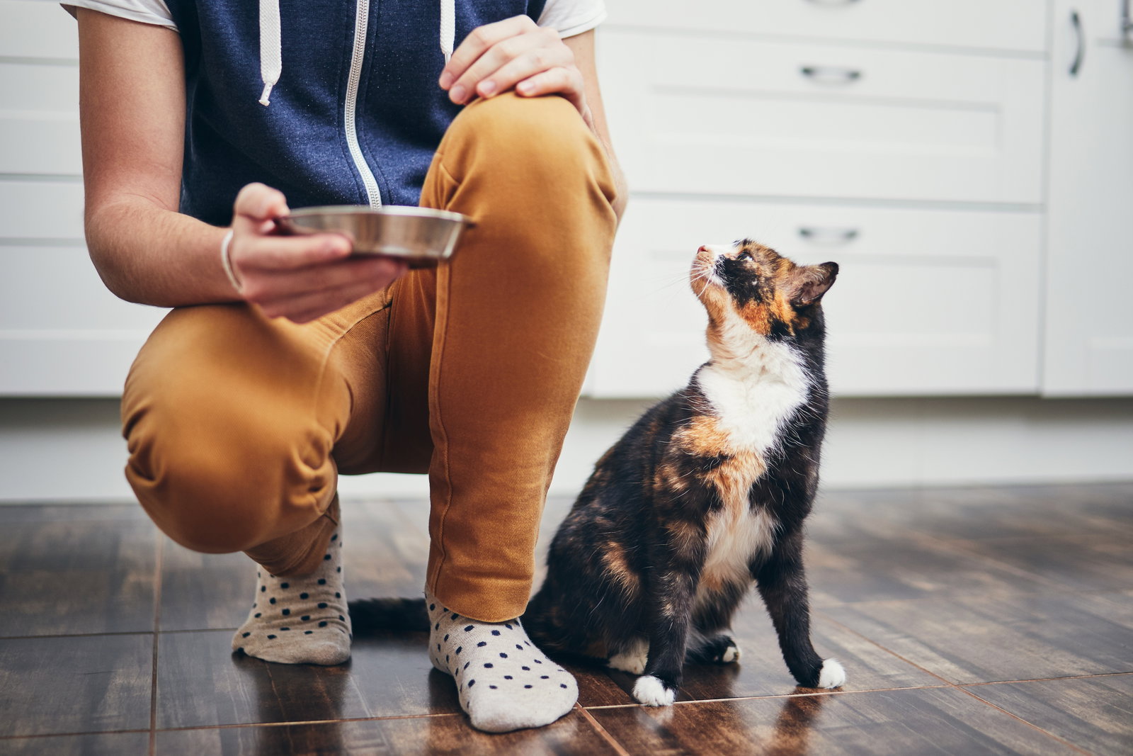 Katzenfutter-Rückruf bei Fressnapf: Dieses Futter sollten Besitzer nicht kaufen