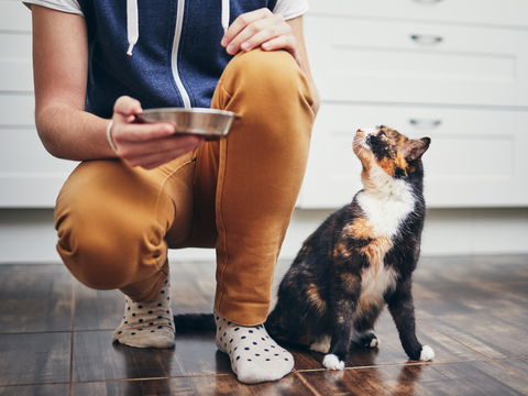 Katzenfutter-Rückruf bei Fressnapf: Dieses Futter sollten Besitzer nicht kaufen