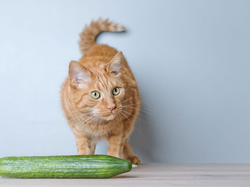 Katze steht vor einer Gurke und guckt skeptisch