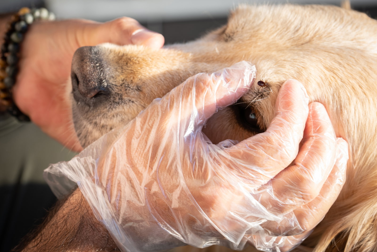  Zecke beim Hund entfernen: So geht's sicher und stressfrei!
