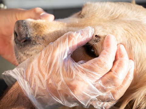  Zecke beim Hund entfernen: So geht's sicher und stressfrei!