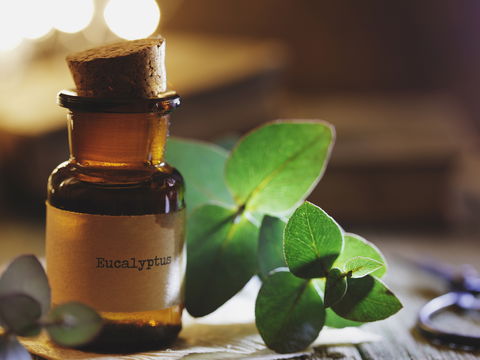 Eukalyptus gegen Mücken: Einfaches Rezept zum Selbermachen