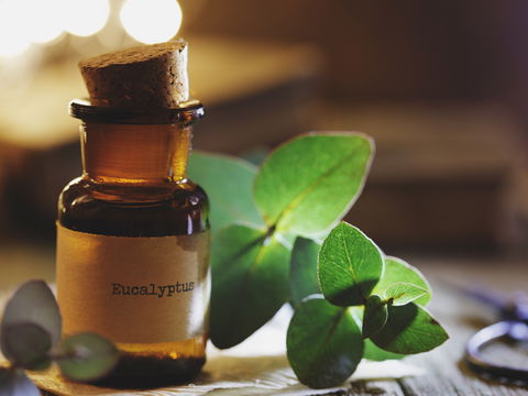 Eukalyptus gegen Mücken: Einfaches Rezept zum Selbermachen