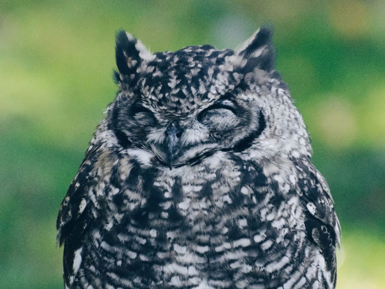 schlafende Eule